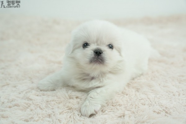 강아지분양 컴투펫0621.jpg
