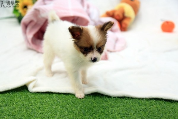 강아지분양 컴투펫0251.jpg