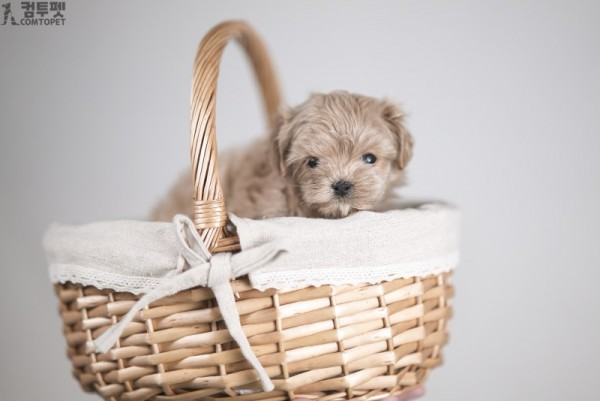 강아지분양 컴투펫0361.jpg
