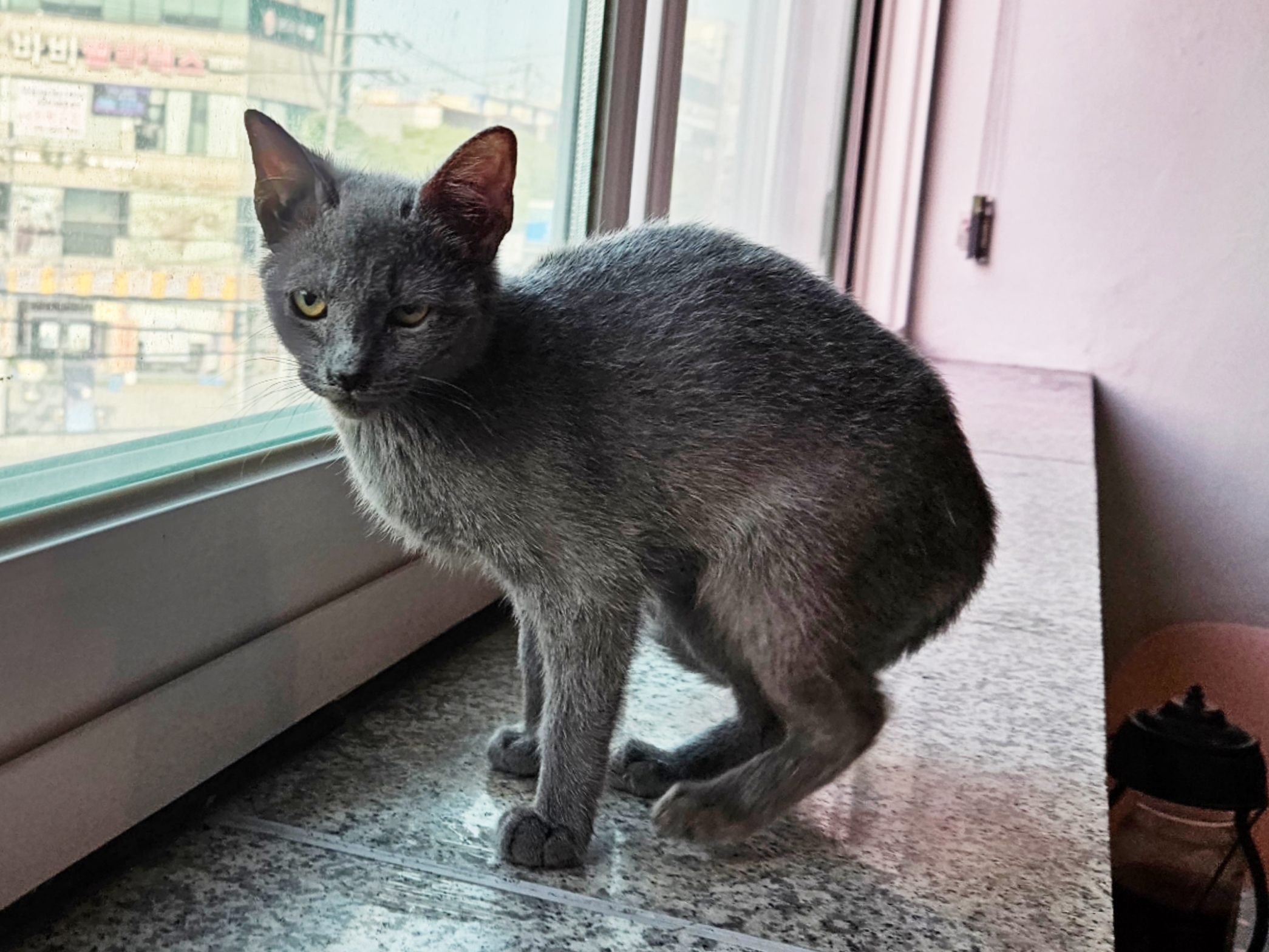 러시안블루_미로 고양이책임분양 : 컴투펫케어센터