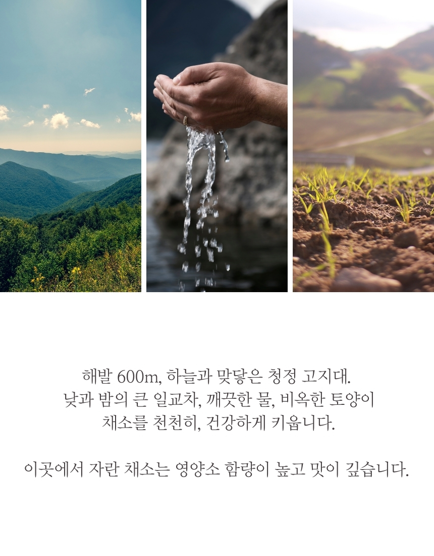 사계바이트 강원도 고랭지 시리즈 동결건조 당근 40g