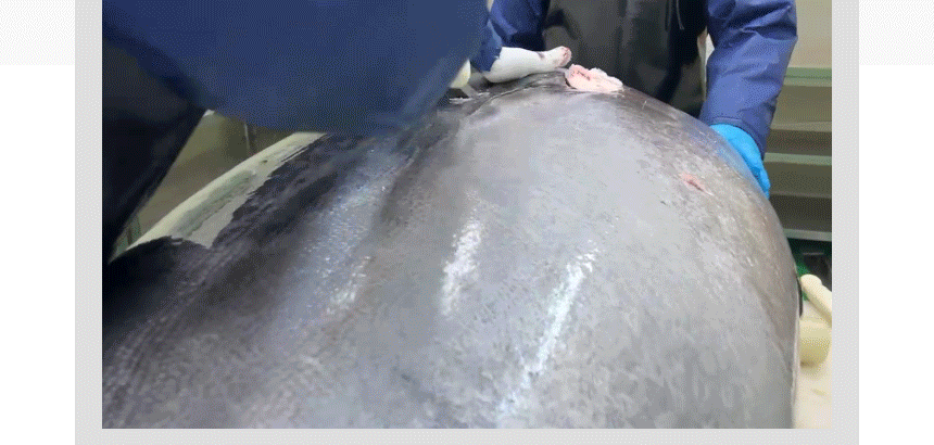 05e2552c53f35.gif