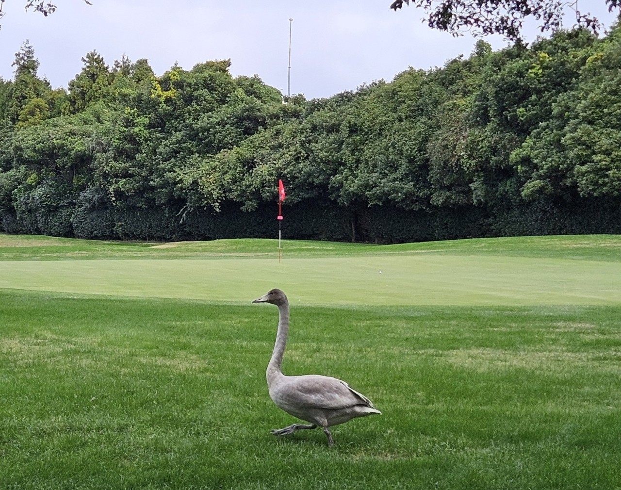 ⛳ 26년 9월 골프천국 동쪽 3색 제주골프 2박3일