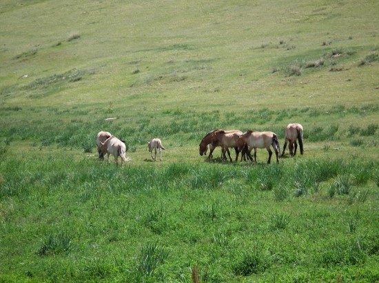 광산개발로 신음하는 초원과 바람의 나라 몽골1