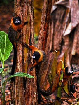 아마존 원주민들이 처음으로 한국을 찾았습니다3