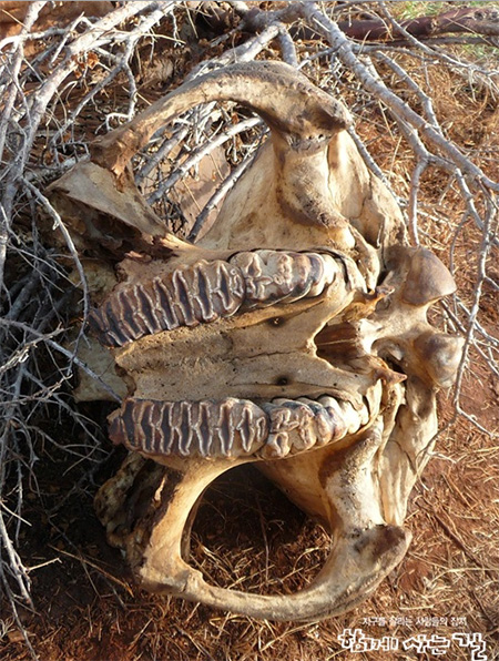 야생코끼리를 지켜주세요 2