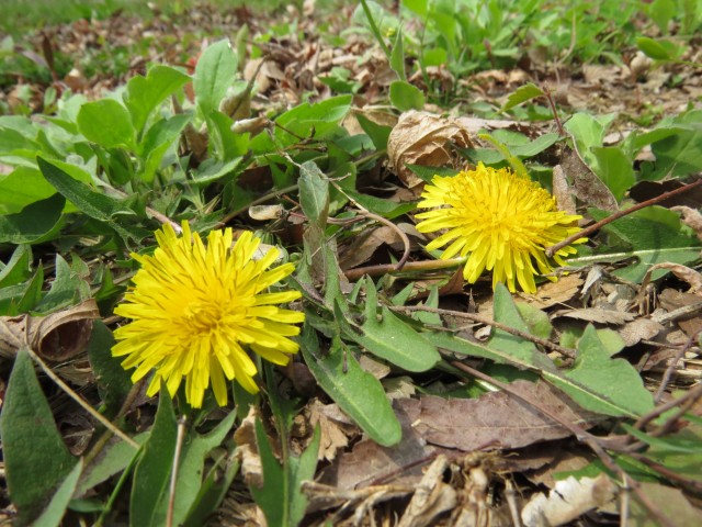 소리로 만나는 특별한 생태체험, 미사리 경정공원 ⓒ환경운동연합