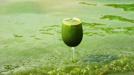 4대강 녹조라떼 ⓒ환경운동연합