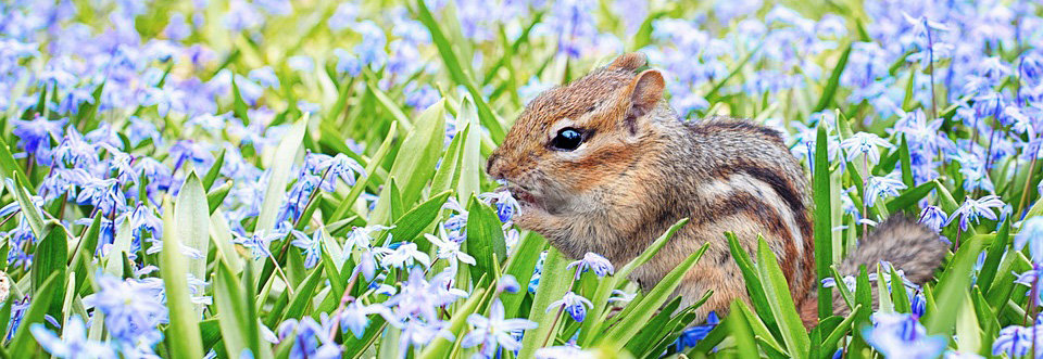 chipmunk-2323827_960_720_다롱이.jpg