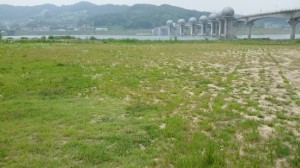 20150714_남한강 이포보 모래대신 잡초