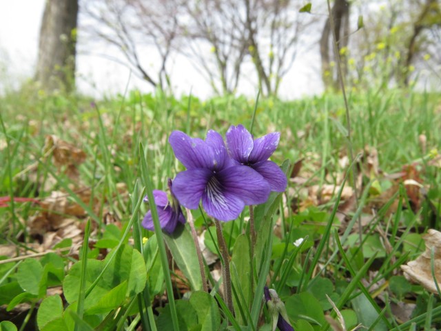 소리로 만나는 특별한 생태체험, 미사리 경정공원 ⓒ환경운동연합
