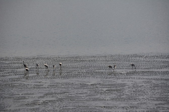 파주서명 임진강을 습지보호구역으로 지정하라1