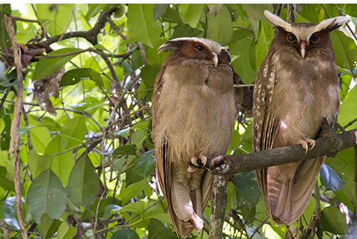 아마존 원주민들이 처음으로 한국을 찾았습니다2