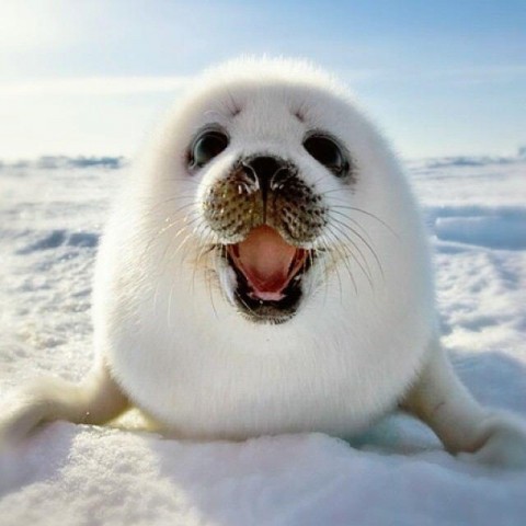 하얀 바다표범Copyrightⓒ. 2014. vegan4jesus. All Rights Reserved.