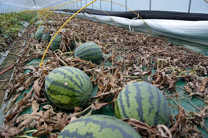 4대강 주변 농지침수 근본 대책없이 땜질처방으로 혈세 또 투입 1