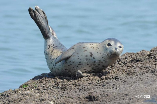 spottedseal04_%EB%B3%B5%EC%82%AC.jpg?type=w720