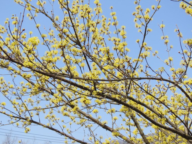 소리로 만나는 특별한 생태체험, 유명산 ⓒ환경운동연합