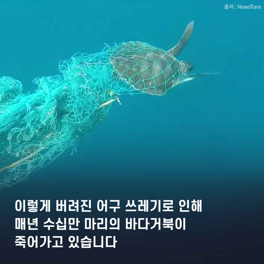 [카드뉴스] 바다거북을 괴롭히는 건 빨대 뿐만이 아닙니다 : 환경운동연합