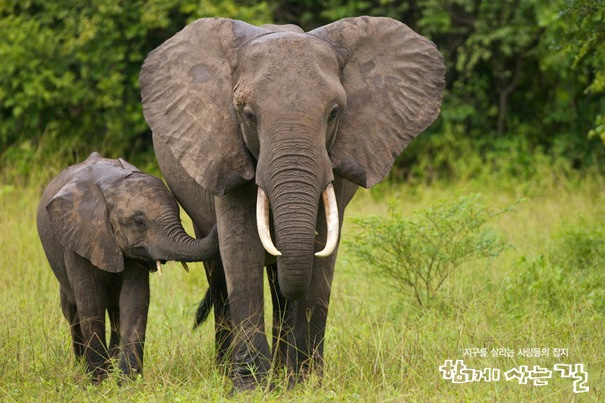 야생코끼리를 지켜주세요 1