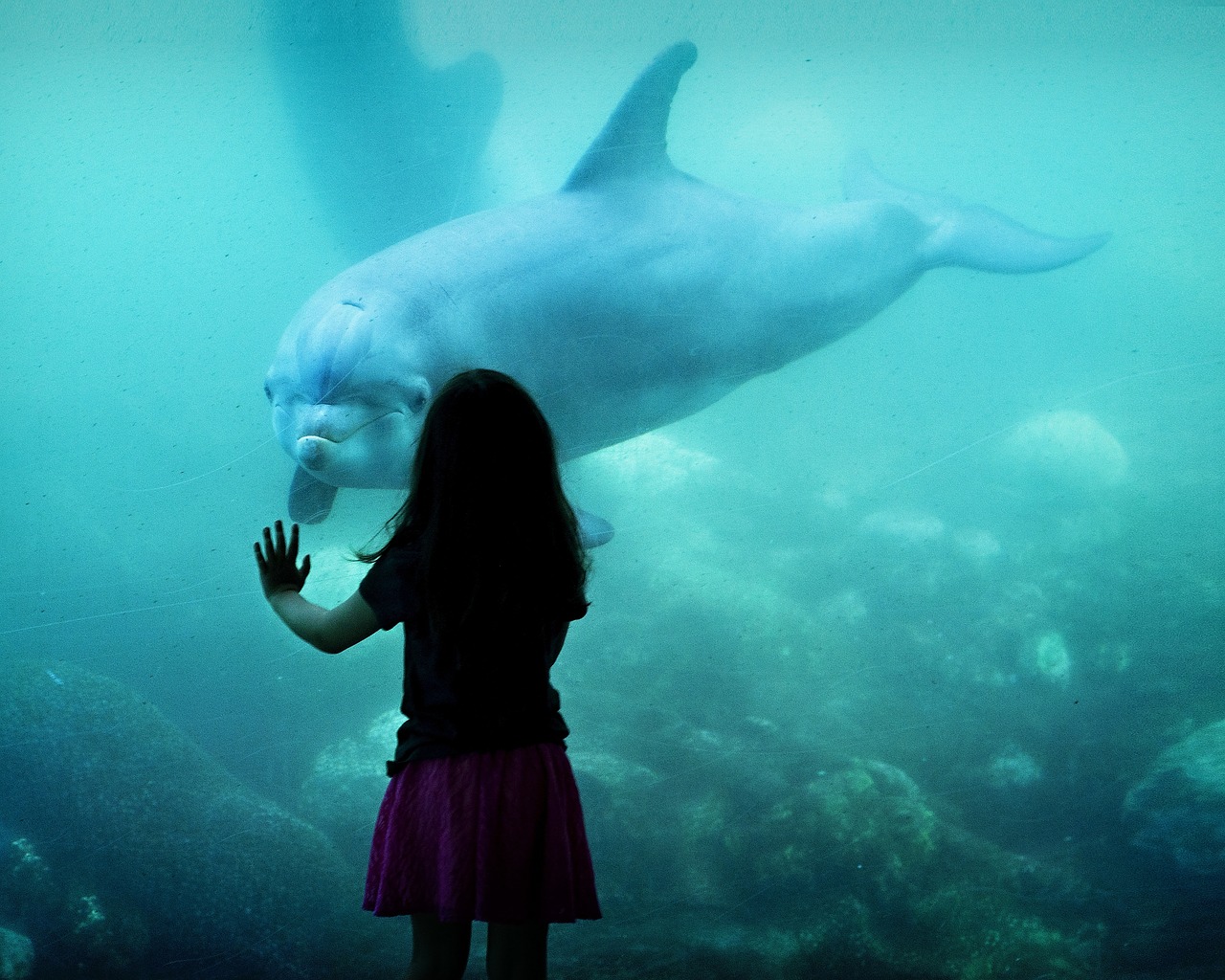 dolphin-1521998_1280.jpg