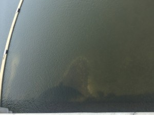 20150714_남한강 이포보 믈놀이장 침전물1