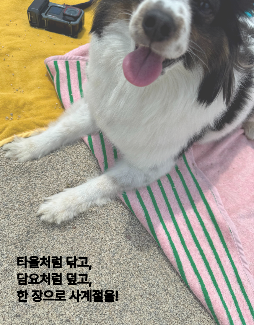 블랭켈 - 사계절 펫 담요 겸 타올