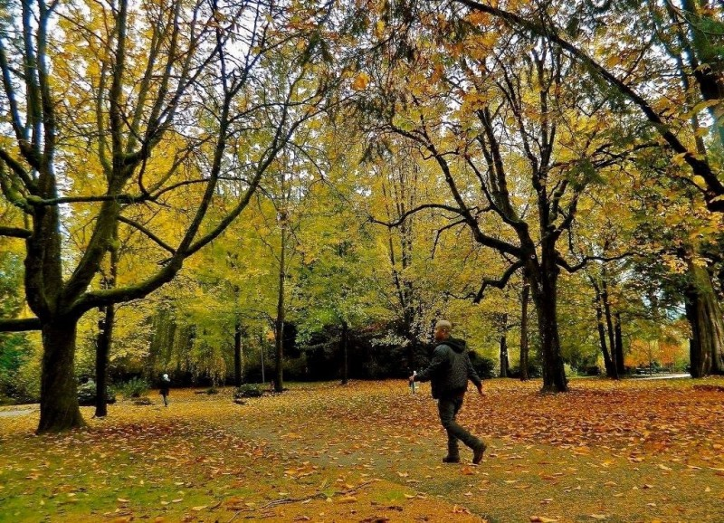 ทัศนียภาพสวนสาธารณะที่มีชายคนหนึ่งเดินอยู่ใต้ต้นไม้ที่มีใบเปลี่ยนสี