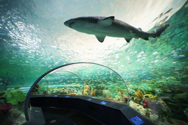 鯊魚在水族館隧道水槽上方悠然遊動的景象。