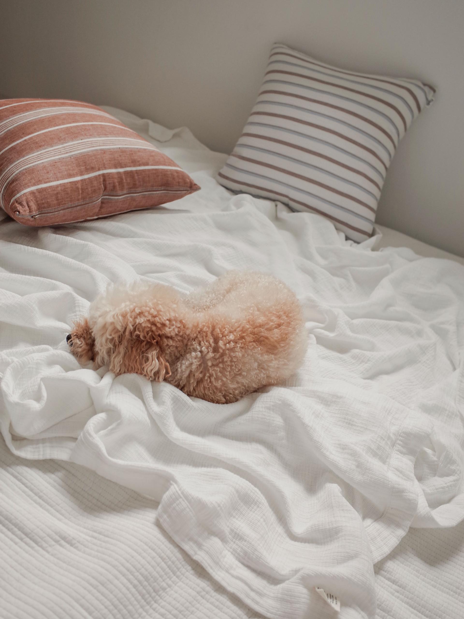 Stripe Cotton Cushion