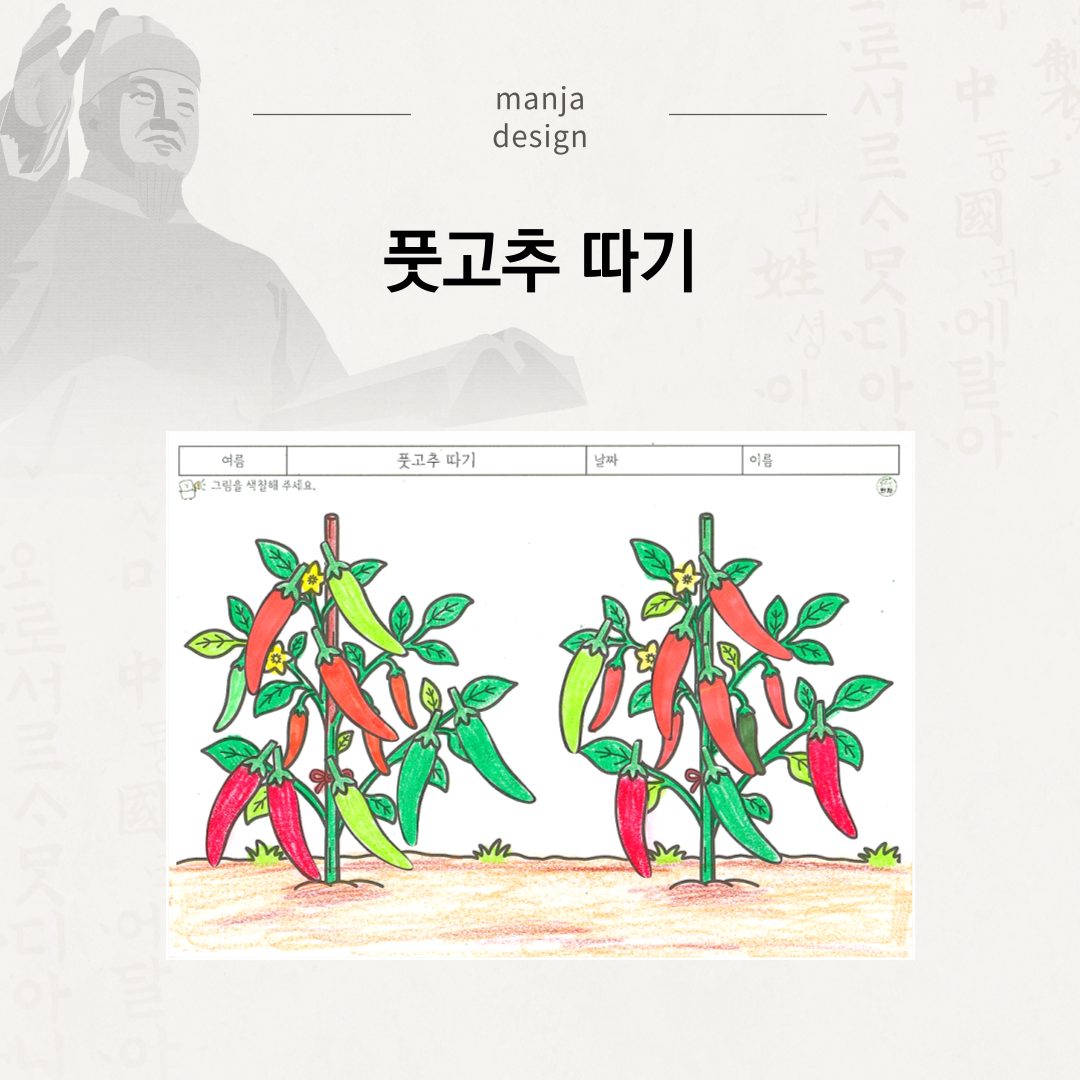 풋고추 따기