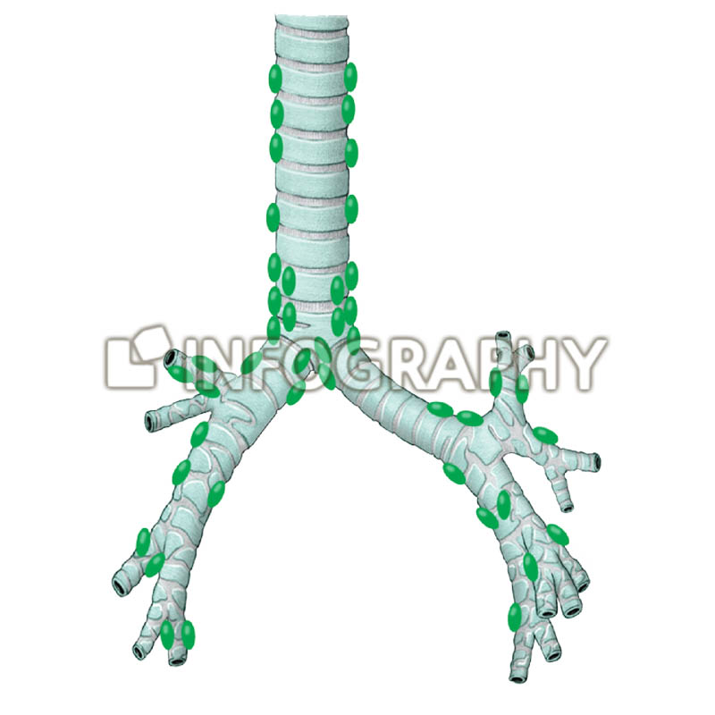 Lymphatic drainage of lungs : INFOGRAPHY (인포그라피)