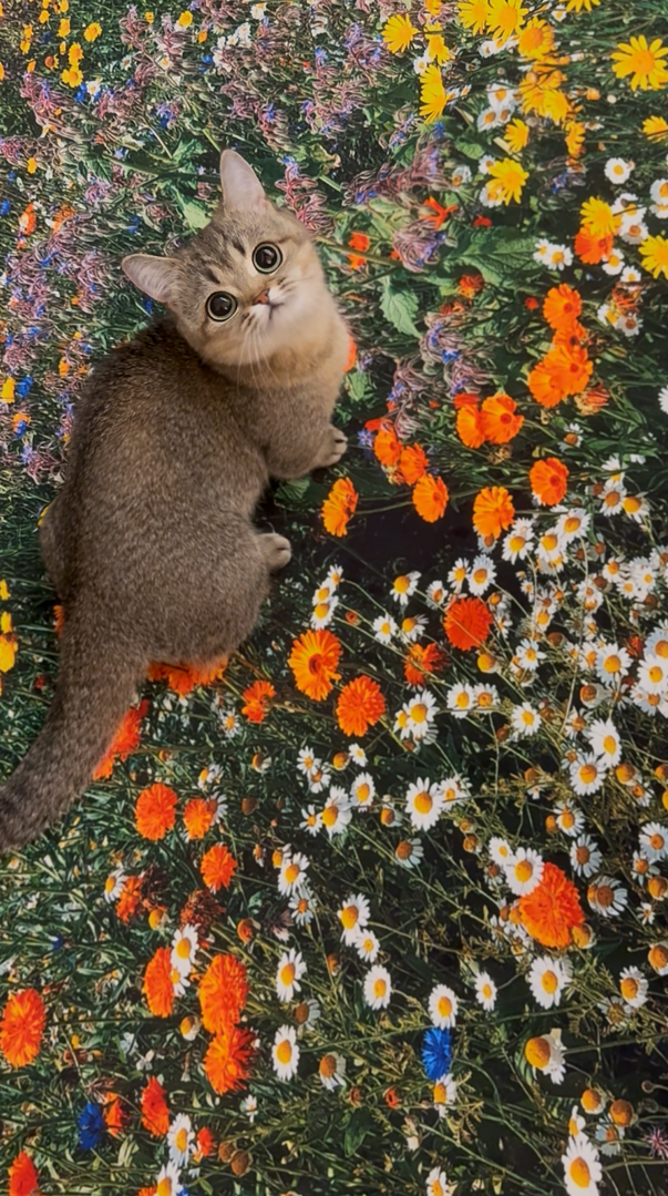 플러피아카이브X부끄시끄 Secret garden, landscapes rug