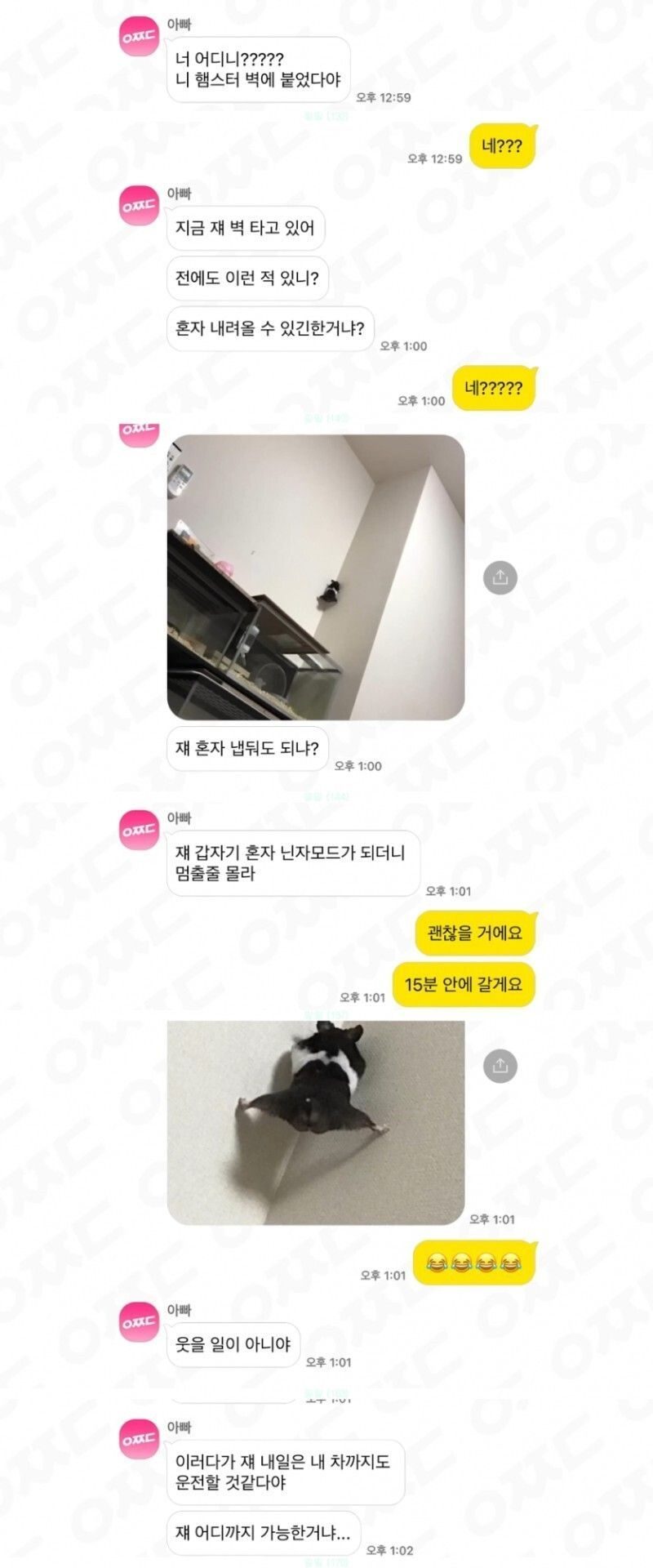 힘이 아주 강한 햄스터 : ILLUSION LIVE [일루전 라이브]