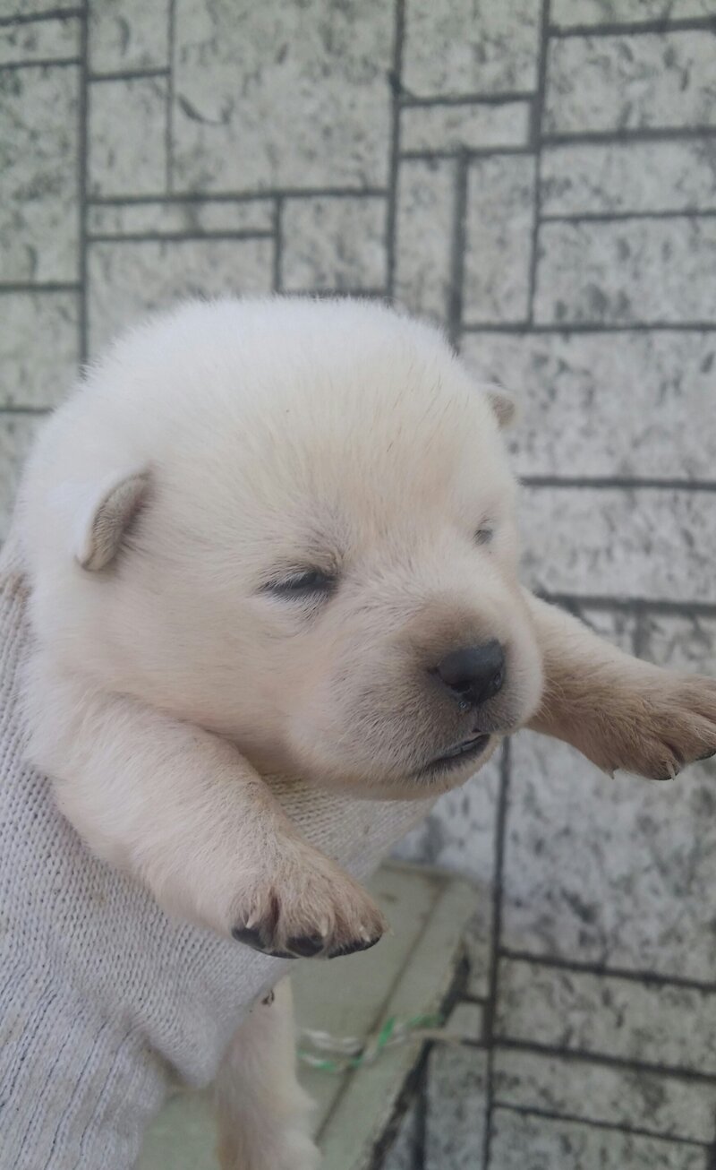 시고르자브종 : ILLUSION LIVE [일루전 라이브]