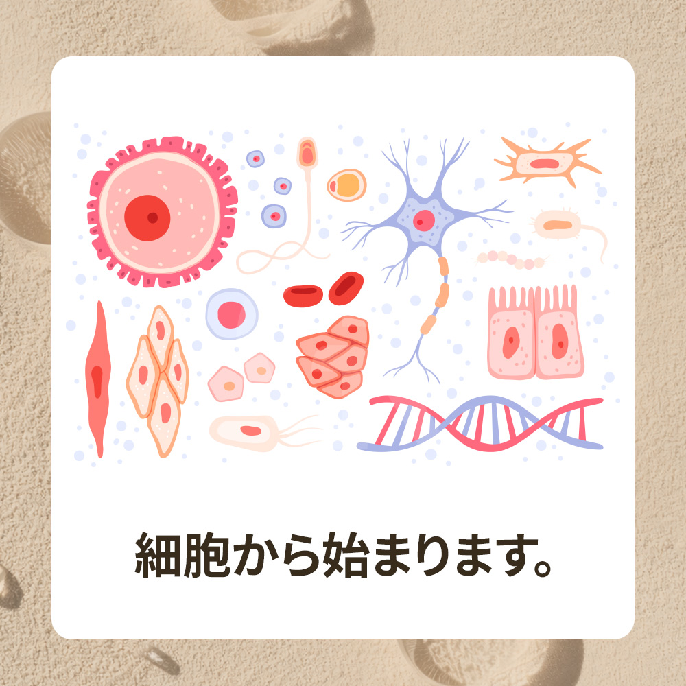 自然な皮膚再生は、時間とともに密度と弾力を改善します。