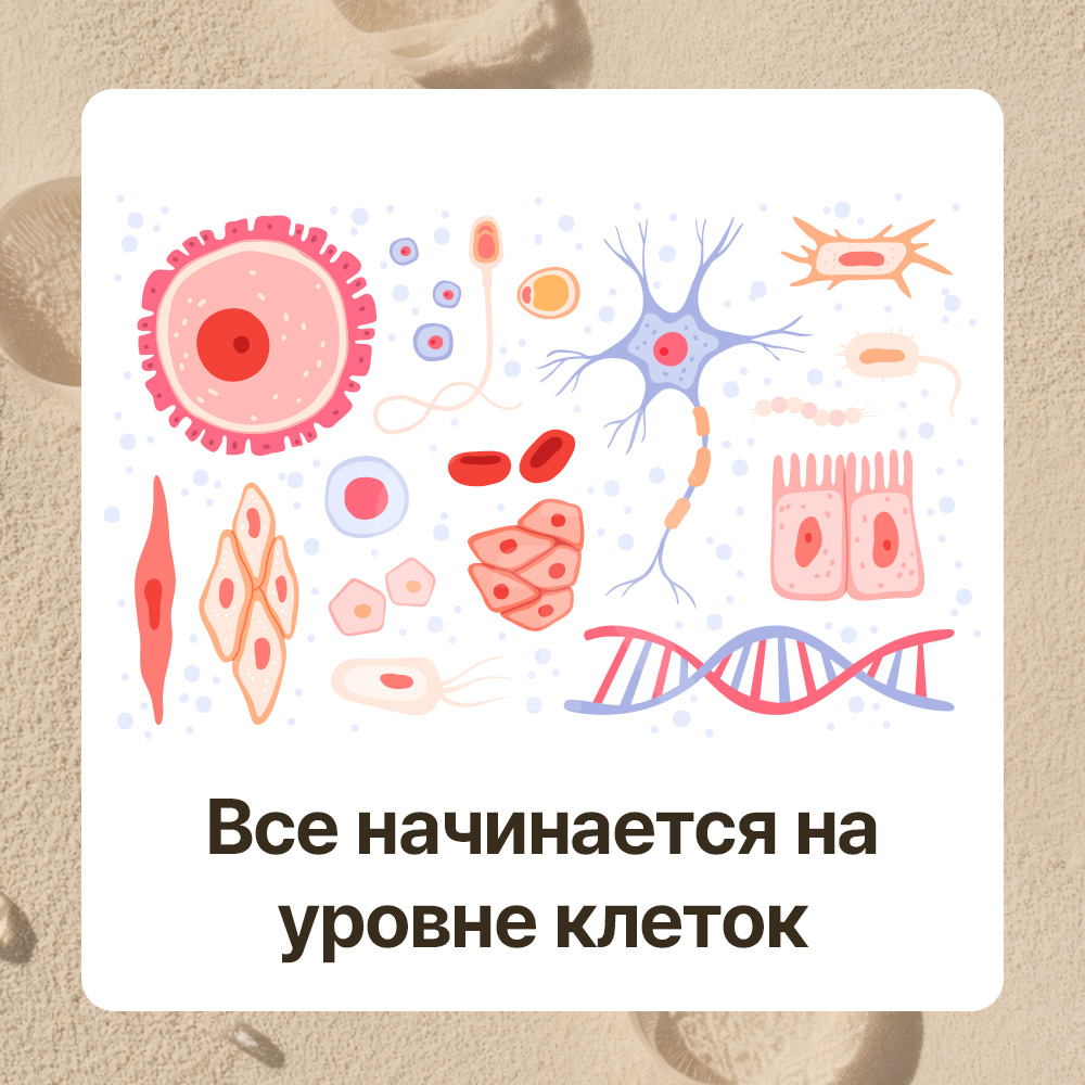 Естественная регенерация кожи улучшает её плотность, упругость и общее состояние.