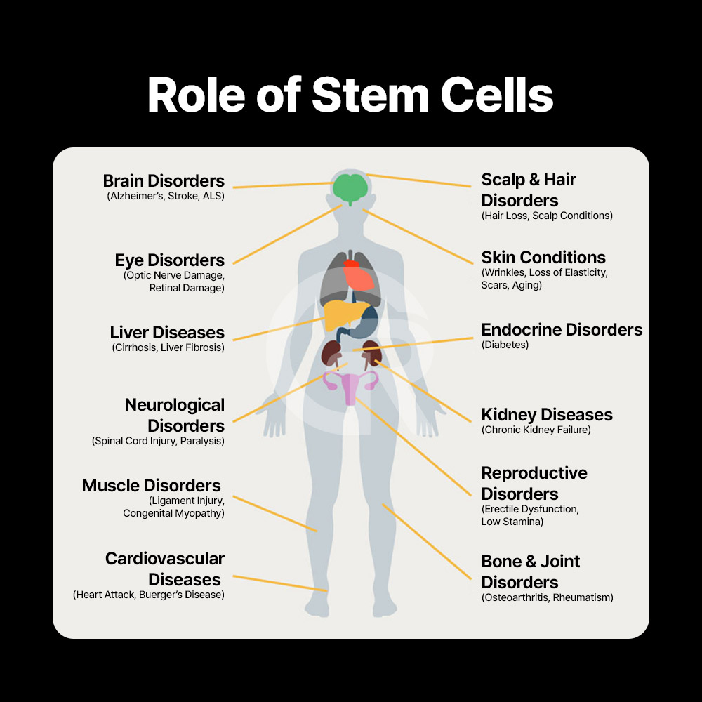 Government-certified GMP facilities ensure strict safety and quality control in stem cell processing.