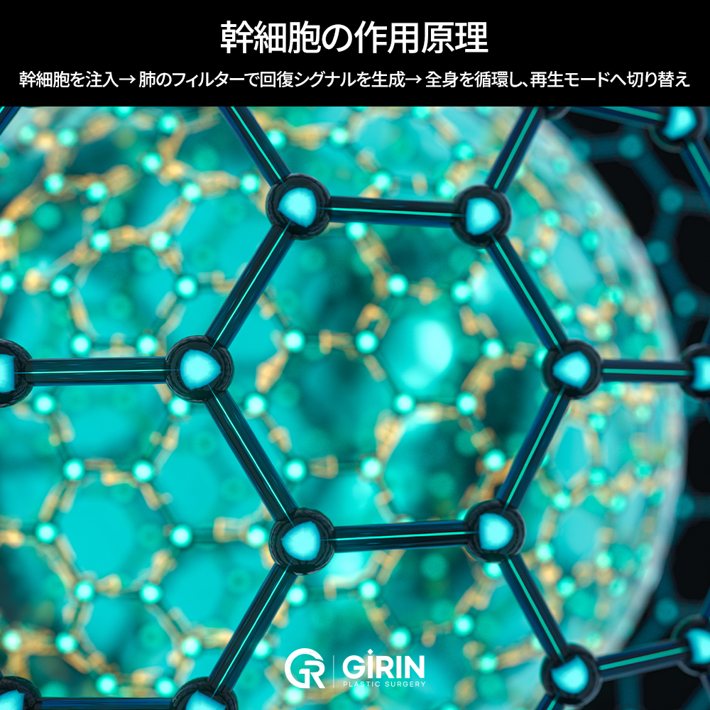 点滴型幹細胞ウェルネスプログラム