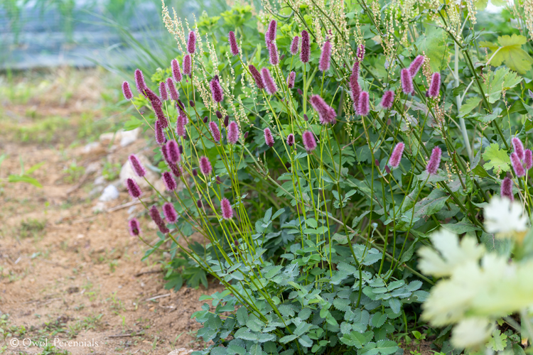 (SANME) 멘지스오이풀