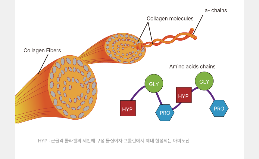 프롤린,글리신, 글리신 효능, 글리신 프롤린 결합, 근육 회복, 근육 손상, 힘줄 인대 구성, 아미노산, 아미노산 영양제
