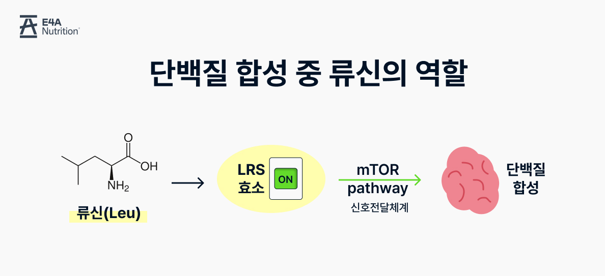 단백질 합성 중 류신의 역할 류신 lrs효소 mTOR pathway 신호전달체계 단백질 합성 근골격 단백질 스위치 bcaa