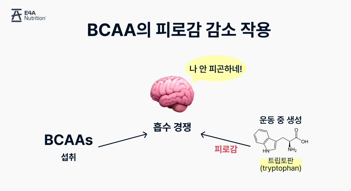 BCAA BCAAs 흡수경쟁 운동 중 생성 트립토판 피로감 감소 류신 이소류신 발린