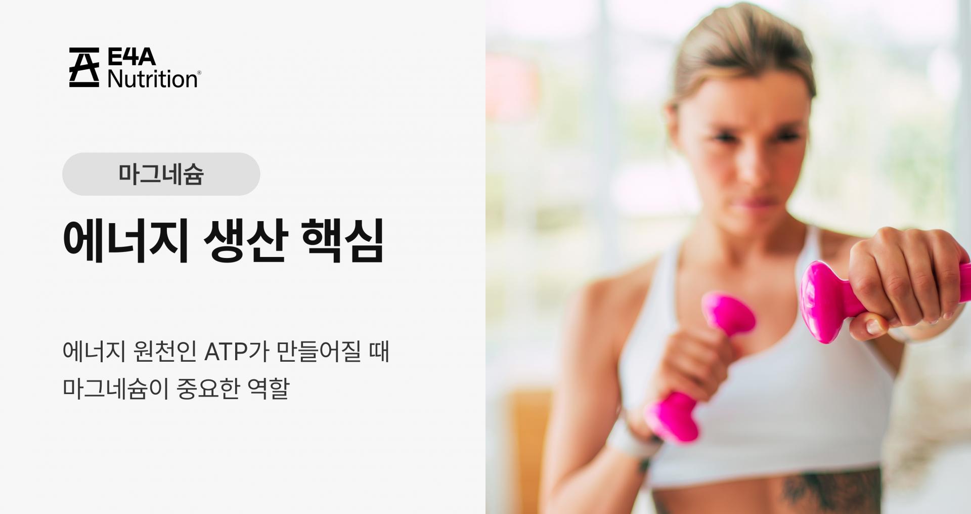 에너지 생산 핵심 성분 에너지 원천인 ATP가 만들어질 대 마그네슘이 중요한 역할