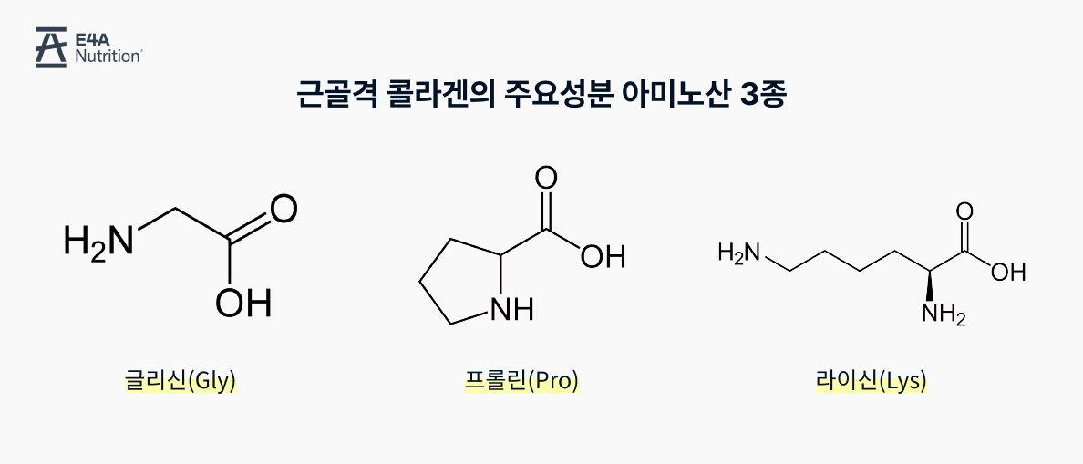인대와 힘줄 구성성분 글리신, 프롤린, 라이신 아미노산 근골격 콜라겐