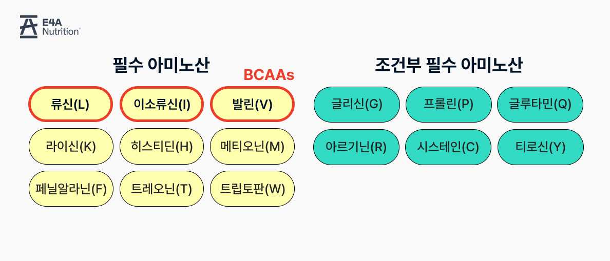 류신 이소류신 발린 히스티딘 라이신 메티오닌 페닐알라닌 트레오닌 트립토판 아르기닌 시스테인 글루타민 글리신 프롤린 티로신 필수아미노산 조건부필수아미노산