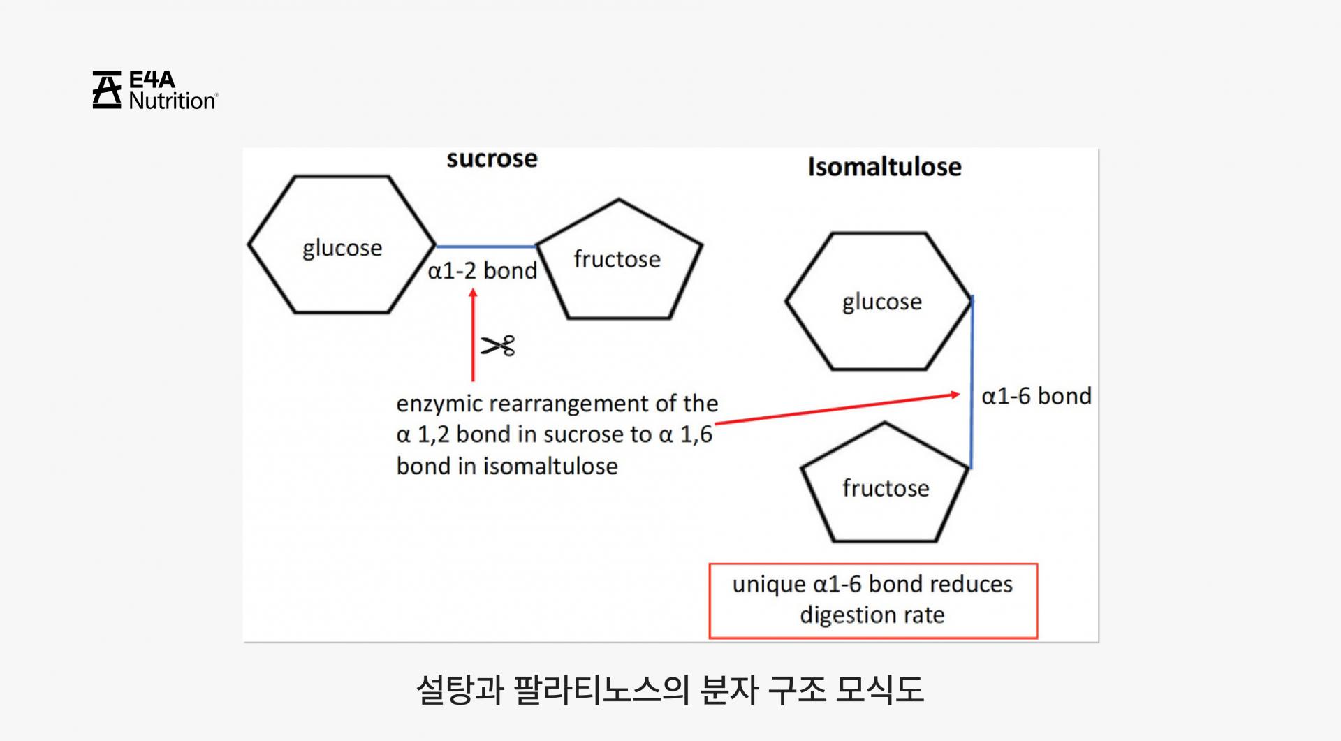팔라티노스 3.jpg