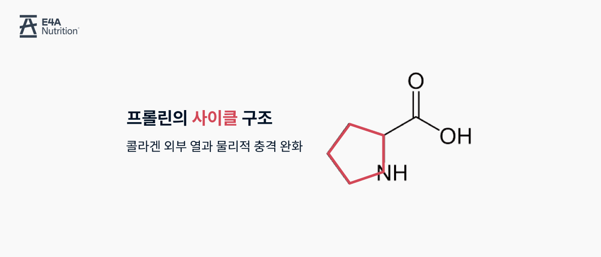 프롤린 효능, 프롤린, 프롤린 구조, 단백질, 단백질 구성요소, 인대와 힘줄, 근골격 콜라겐, 콜라겐 생성, 탄성, 인대 힘줄 건강, 아미노산, 아미노산 영양제