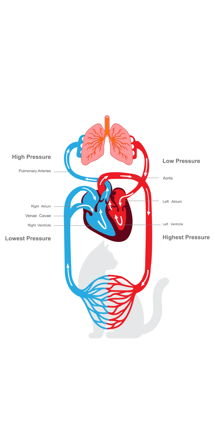 폐와 심장의 혈액 순환도(High Pressure·Low Pressure·Pulmonary Arteries·Aorta·Right Atrium·Left Atrium·Venae Cavae·Right Ventricle·Left Ventricle·Lowest Pressure·Highest Pressure)와 고양이 실루엣