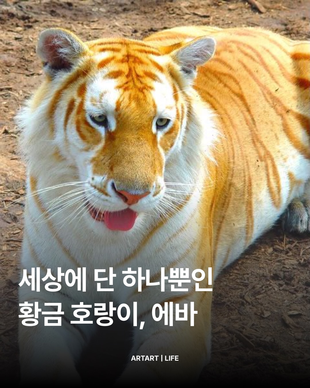 SnapInsta.to_711729542_18017804906845320_6988226035174048913_n.jpg