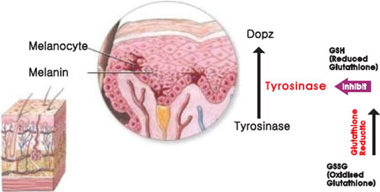 is it safe to take 1000 mg of glutathione Glutathione Benefits, Safety & Myths Explained main image 0